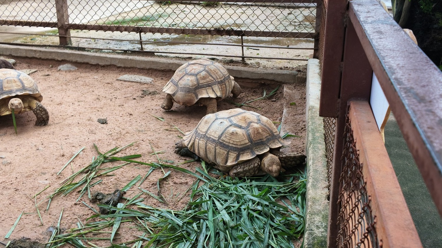 Siri Park & Zooの飼育スペースにいた大きなカメ