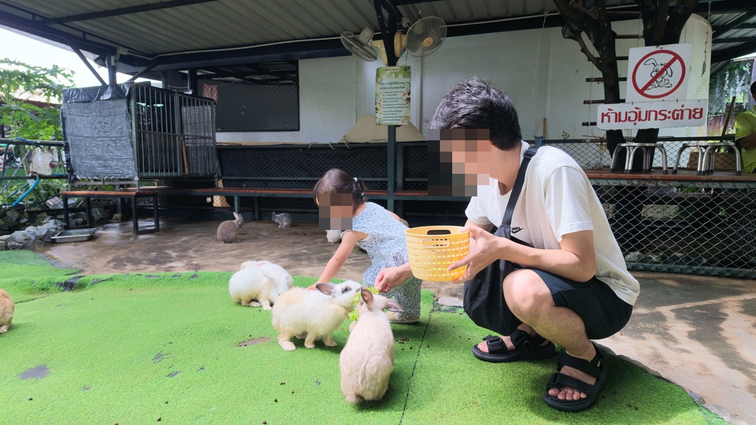 Siri Park & Zooで娘と一緒にウサギを近くから見た様子